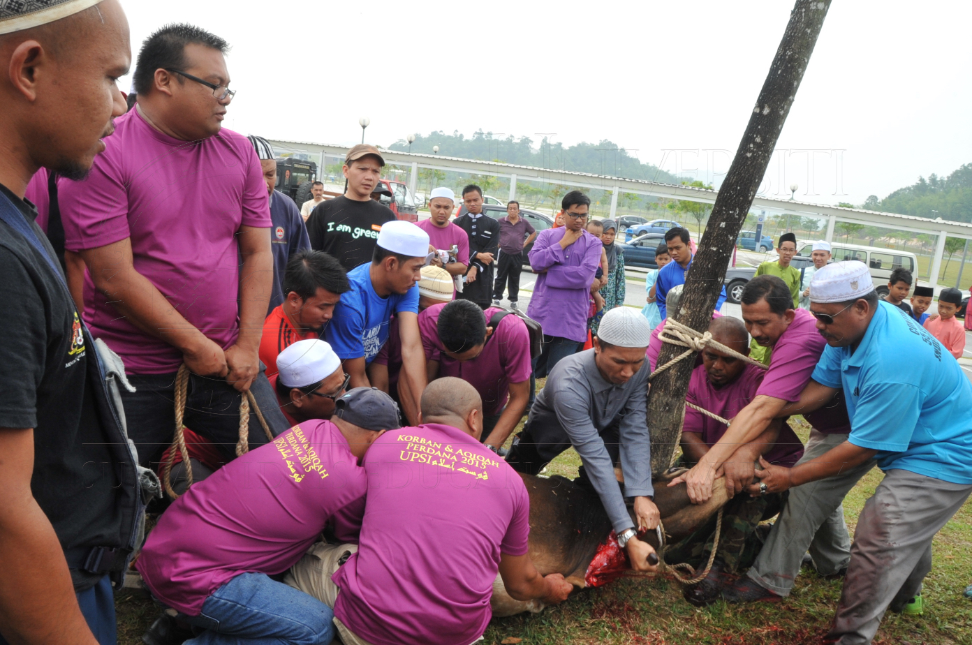 PRO15 150 KORBAN HAS 6756